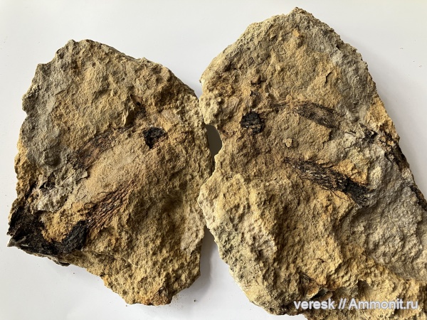 плауновидные, Новгородская область, р. Мста, Lepidodendron sp