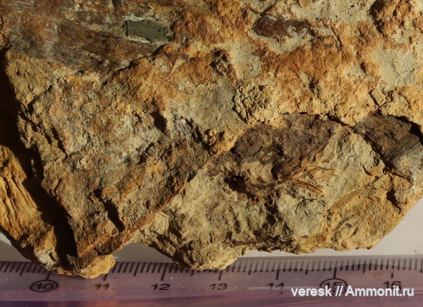 плауновидные, Новгородская область, р. Мста