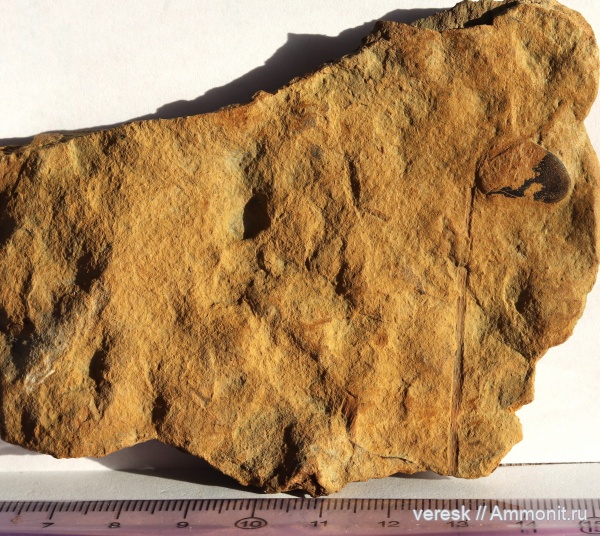 Новгородская область, р. Мста, Семенные папоротники, Lyginopteridales