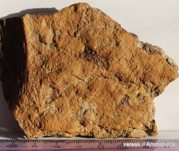 плауновидные, Новгородская область, р. Мста, стробилы