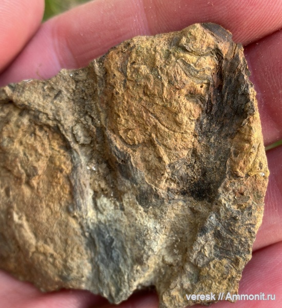 плауновидные, Новгородская область, р. Мста