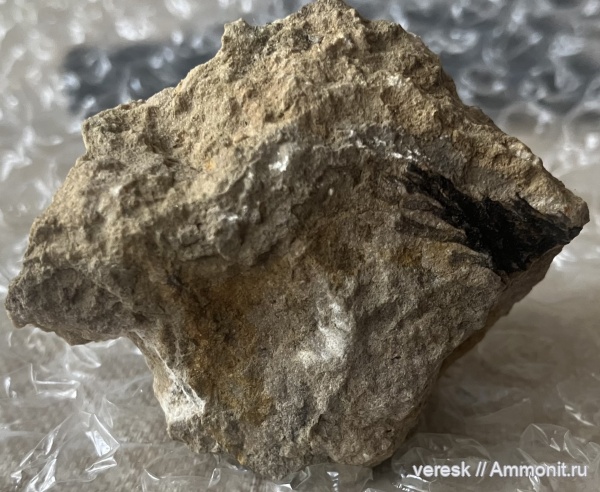 плауновидные, Новгородская область, р. Мста, стробилы