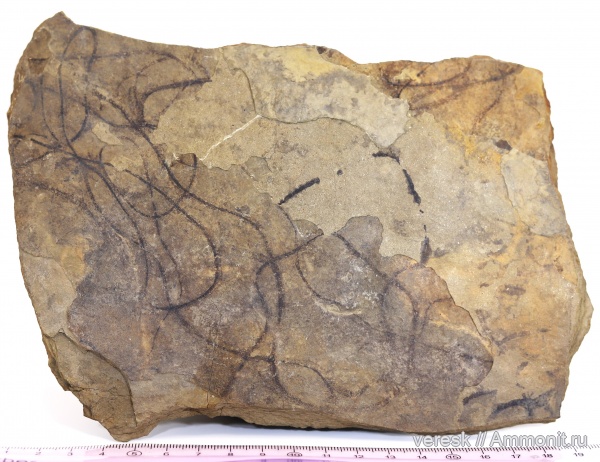 венд, растения, водоросли, Vendotaenia antiqua, Вендотения, эдиакарский период