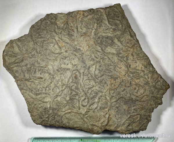 венд, водоросли, Harlaniella podolica, эдиакарский период, Харланиеллы