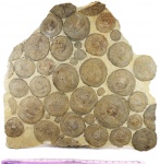 Beltanelliformis brunsae