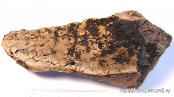 строматолиты, протерозой, Карелия, Segosia sp