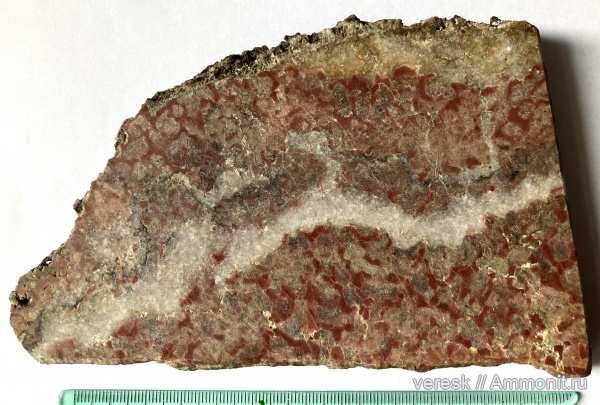 строматолиты, докембрий, Карелия, Carelozoon metzgerii