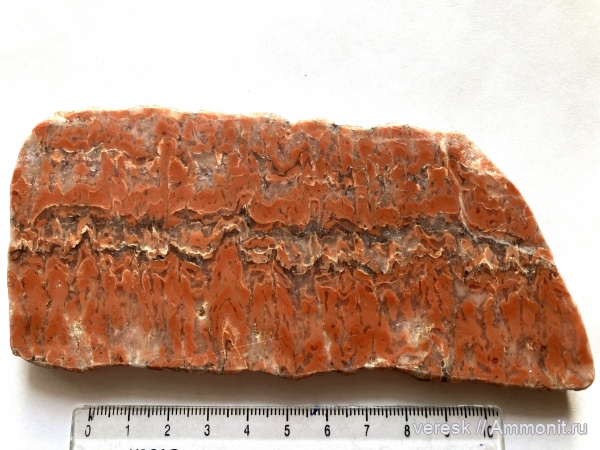 строматолиты, Карелия, Segosia