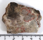 Онколит Palia septentrionalis (шлиф)