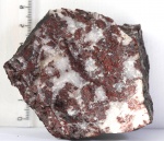 Онколит Palia septentrionalis (естественный скол)