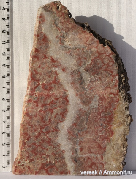 строматолиты, докембрий, Карелия, Carelozoon metzgerii