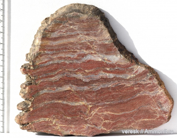 строматолиты, докембрий, цианобактерии, Карелия, Stratifera ordinata