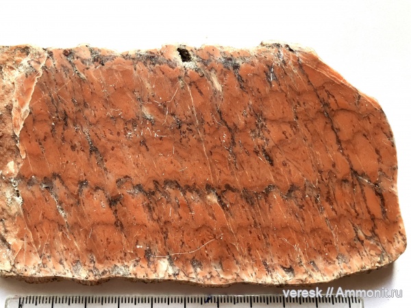 строматолиты, докембрий, цианобактерии, Карелия, Segosia impexa