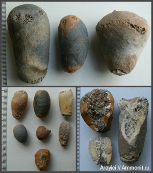 губки, Украина, Turonian, Upper Cretaceous