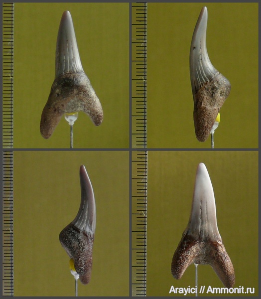 палеоген, Украина, зубы акул, Chondrichthyes, Selachimorpha, Isurus, Lamniformes, lamnidae