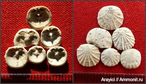 Ископаемые брахиоподы, моллюски и морские черви Волынской области.