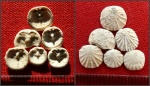 Ископаемые брахиоподы, моллюски и морские черви Волынской области.
