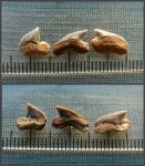 Мелкие зубы Squalicorax "praeyangaensis".