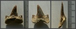 Зуб Cretolamna cf. borealis в камуфляже.