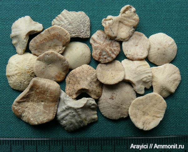 морские лилии, Украина, Crinoidea, Upper Cretaceous, Marsupites