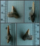 Зуб Macrorhizodus sp. (?) потемневший от старости.