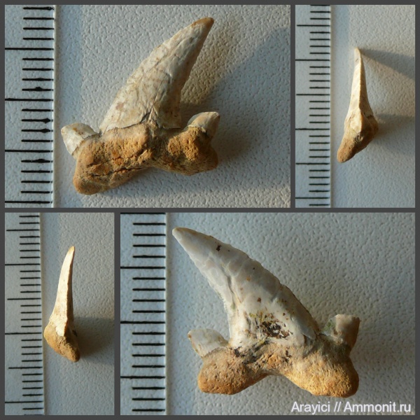 Украина, Cretalamna, зубы акул, Chondrichthyes, Selachimorpha, Lamniformes, Upper Cretaceous, shark teeth, Cretolamna borealis