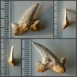 "Вкусный" боковой зуб Cretolamna сf. borealis.
