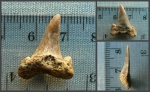 Боковой зуб Striatolamia sp.