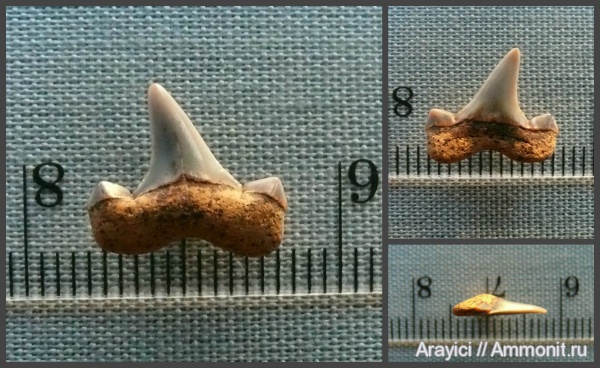 Украина, Cretalamna, зубы акул, Chondrichthyes, Selachimorpha, Lamniformes, Upper Cretaceous, shark teeth