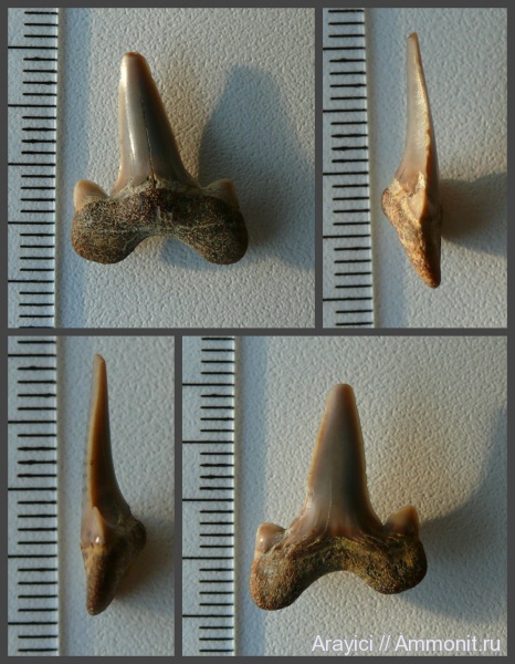 Украина, Cretalamna, зубы акул, Chondrichthyes, Selachimorpha, Lamniformes, Upper Cretaceous, shark teeth, Cretolamna borealis