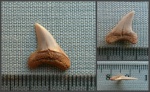 Зуб акулы Paranomotodon sp.
