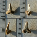 Зуб Cretolamna cf. borealis или Cretolamna cf. sarcoportheta, побитый жизнью.