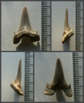 Зуб Cretolamna cf. borealis с прижизненными (?) щербинками.