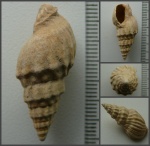 Раковина брюхоногого  моллюска Dorsanum corbianum.
