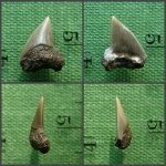 Фосфоритизированный зуб Squalicorax curvatus.