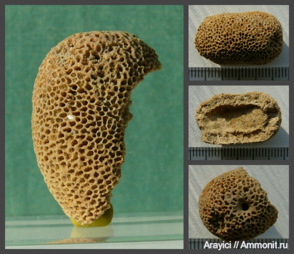 мшанки, Украина, Bryozoa, Upper Cretaceous, Ectoprocta