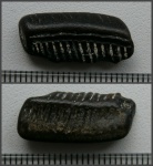 Зуб ската Aetobatus sp.