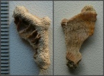 Ветка мшанки в "объятиях" фрагмента створки Spondylus sp.
