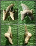 Зуб Archaeolamna sp.