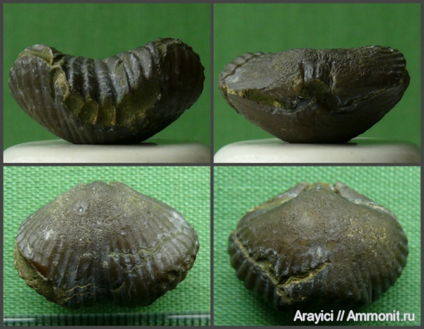 Украина, brachiopoda, Rhynchonellida, Cyclothyris, Rhynchonellata, Cyclothyrididae, Upper Cretaceous