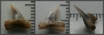 Жемчужный зуб Pseudocorax sp.