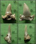 Зуб Dwardius sp. с "погрызенным"  корнем.