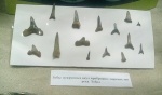 Зубки из Алма-Атинского музея.