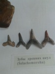Зубки из Омского музея