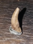 Первый мой зуб плезиозавра.