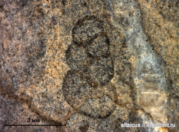 силур, простейшие, Foraminifera, Алтай
