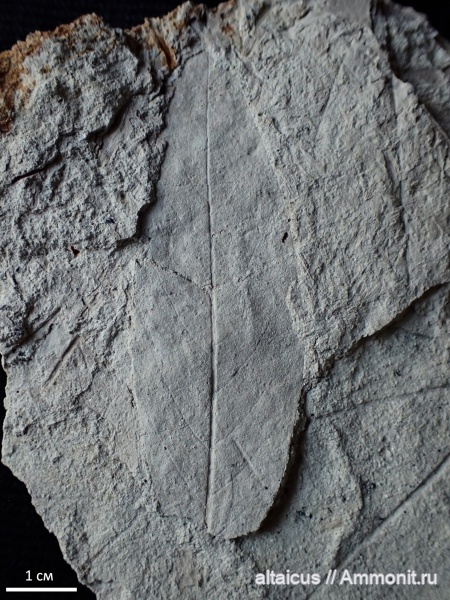 мел, коньяк, Кемеровская область, Magnoliophyta, Camptodromites sibiricus