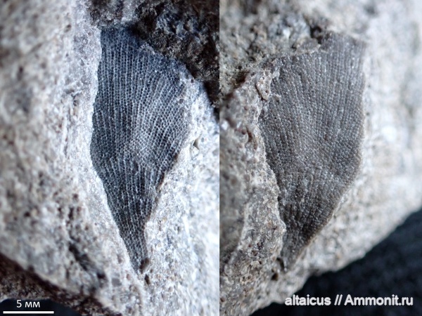 карбон, мшанки, Bryozoa, Кемеровская область