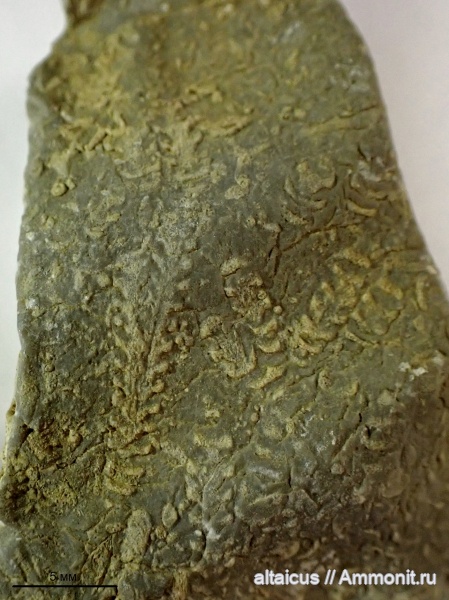 девон, граптолиты, Алтайский край