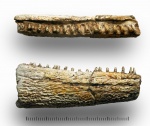 Фрагмент челюсти Benthosuchus